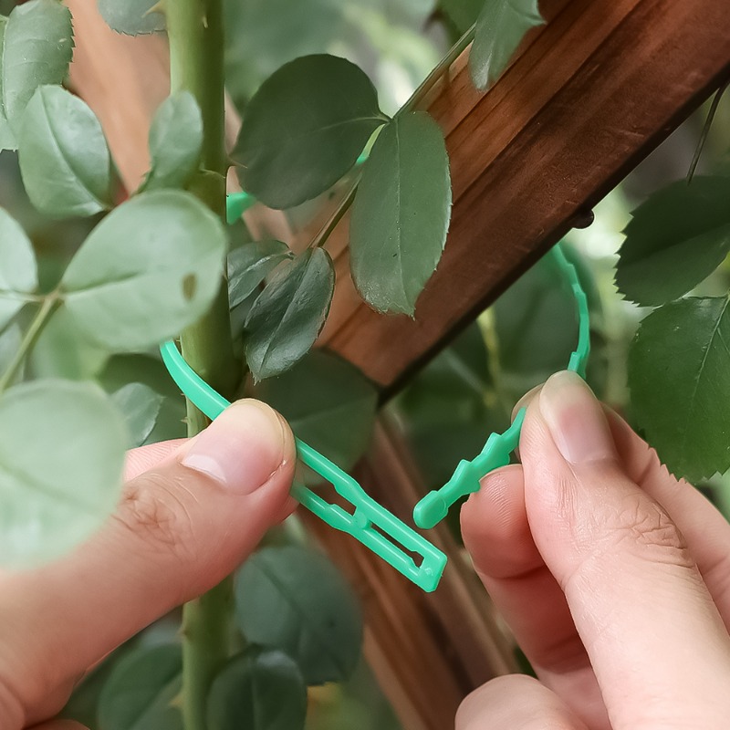 Cintas de sujeción reutilizabl - Vine Climbing Plastic reseña y precio