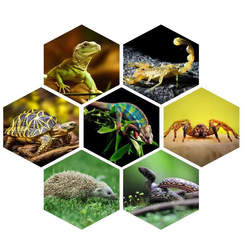 Lámpara Uvb para reptiles E27  - Calcium Powder Reptile reseña y precio