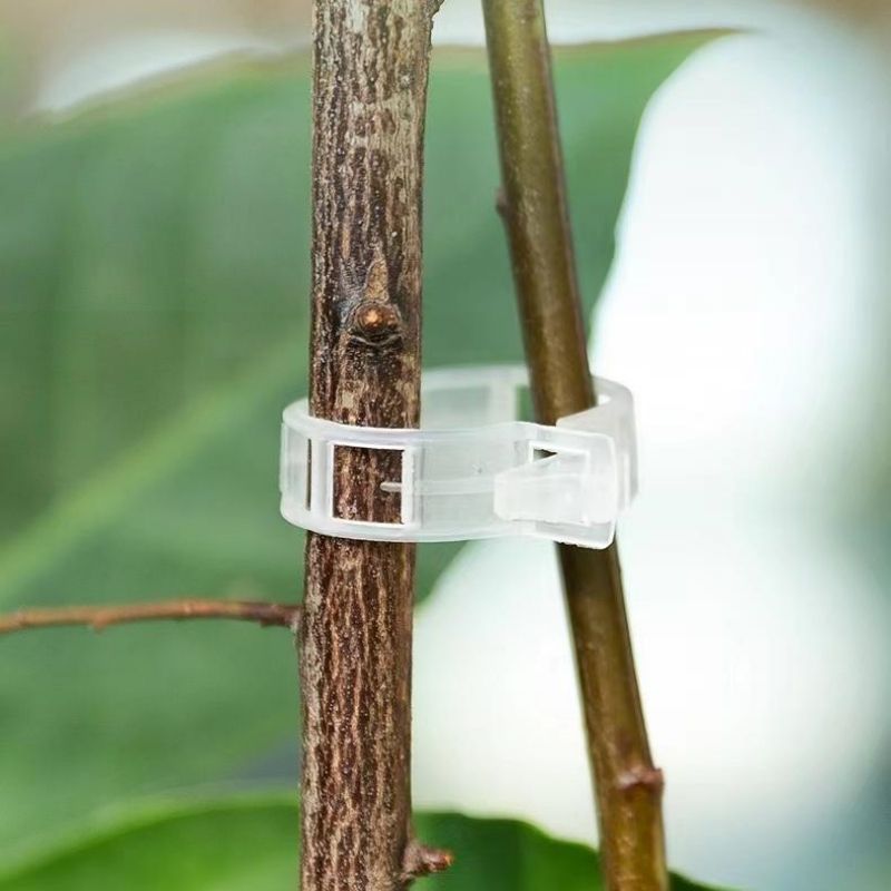 Clips de plástico reutilizable - Vine Climbing Plastic reseña y precio